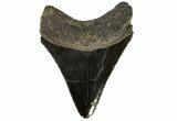 Serrated, Fossil Megalodon Tooth - Georgia #74487-1